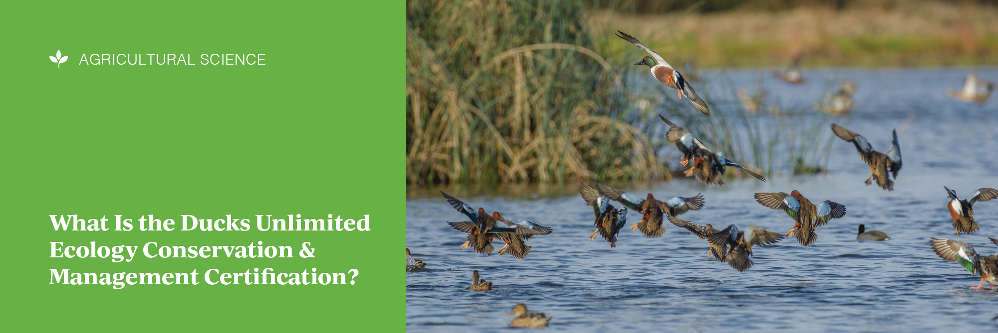 What Is the Ducks Unlimited Ecology Conservation & Management Certification?